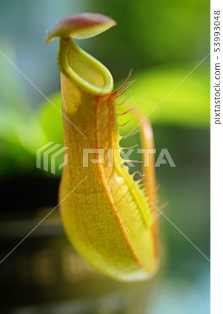 Sculptural beauty of nature 53993048