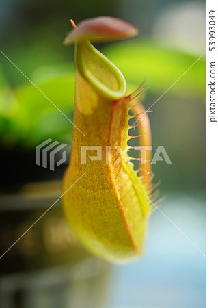 Sculptural beauty of nature 53993049