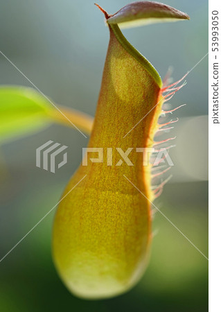 Sculptural beauty of nature 53993050