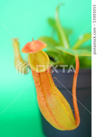 Sculptural beauty of nature Sculptural beauty of nature 53993055