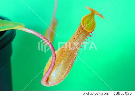 Sculptural beauty of nature Sculptural beauty of nature 53993059