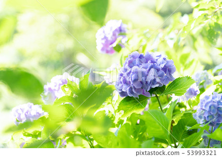 Flower hydrangea hydrangea Flower hydrangea hydrangea 53993321