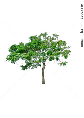 tree and leaf beautiful on white background 53993446
