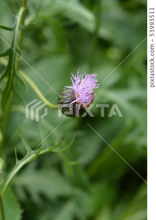 Single-flowered sawwort Single-flowered sawwort 53993511