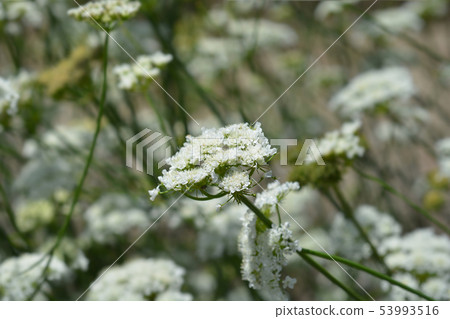 Corky-fruited water-dropwort 53993516