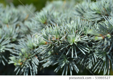 Atlas cedar PonPon Atlas cedar PonPon 53993527
