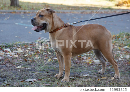 Cute ca de bou puppy with black mask on meadow. Cute ca de bou puppy with black mask on meadow. 53993825