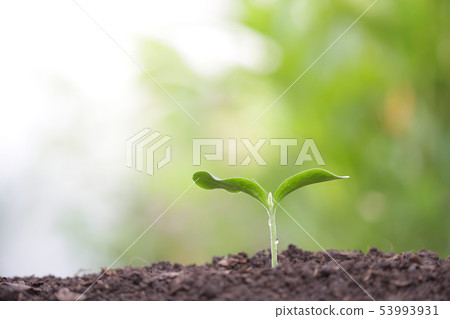 Young green plant growing Young green plant growing 53993931
