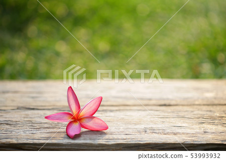 Frangipani flower on wooden table Frangipani flower on wooden table 53993932