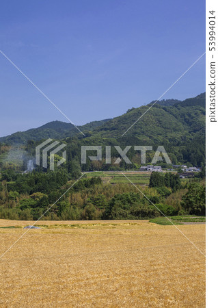 Wheat field and satoyama Wheat field and satoyama 53994014