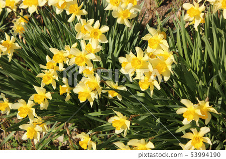 Yellow narcissus blooming beside Jizo Sakura 53994190