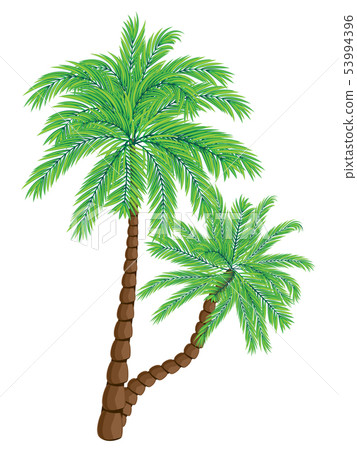 Two Palm Trees Two Palm Trees 53994396