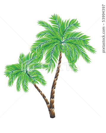 Two Palm Trees 53994397