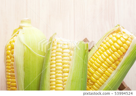 fresh raw sweet corn on the cob kernel 53994524