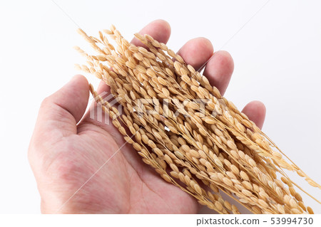 Rice Rice 53994730