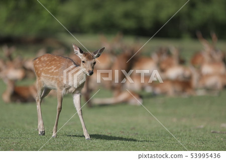 Deer nara park deer deer deer nara tourism Deer nara park deer deer deer nara tourism 53995436