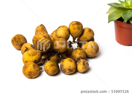Langsat tropical fruit isolated on white Langsat tropical fruit isolated on white 53995526