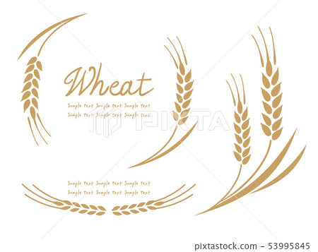golden wheat