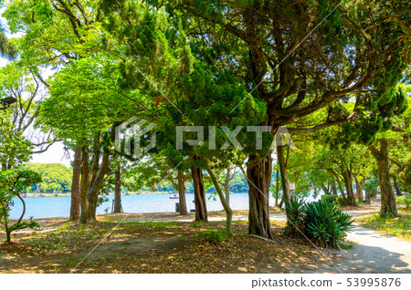 初夏的城市綠洲大濠公園[福岡] 53995876