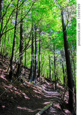 Mt. Buko山徑(表參道課程) Mt. Buko山徑(表參道課程) 53995909