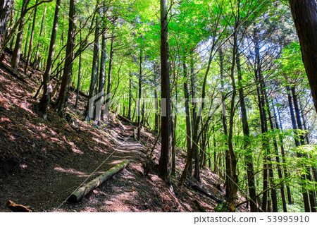 Mt. Buko mountain trail (Omotesando course) Mt. Buko mountain trail (Omotesando course) 53995910