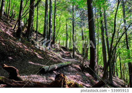 Mt. Buko mountain trail (Omotesando course) Mt. Buko mountain trail (Omotesando course) 53995913
