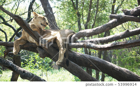 The young lion sitting on the tree. The young lion sitting on the tree. 53996914