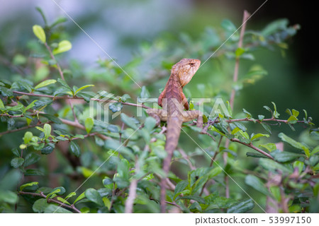 red lizard holding in green branch red lizard holding in green branch 53997150