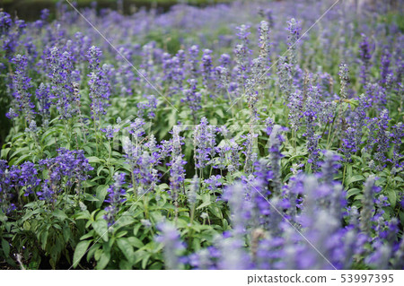 Group of angelonia flowers in the park. Group of angelonia flowers in the park. 53997395