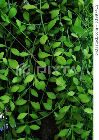 Vertical garden with tropical green ivy, contrast 53997415
