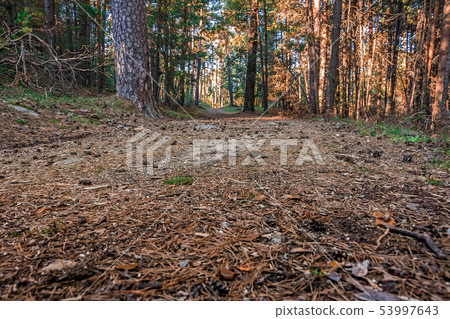 Path in a forest of wild pines with the last rays 53997643