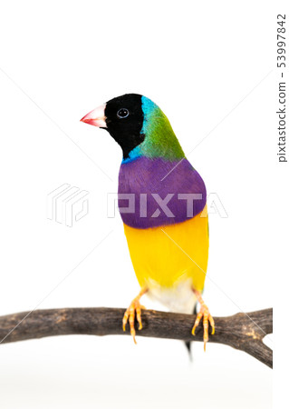Gouldian finch Bird Gouldian finch Bird 53997842
