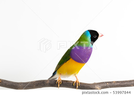 Gouldian finch Bird Gouldian finch Bird 53997844