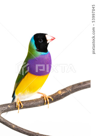 Gouldian finch Bird Gouldian finch Bird 53997845