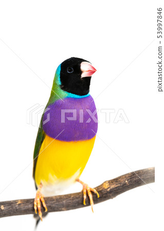 Gouldian finch Bird Gouldian finch Bird 53997846
