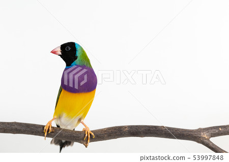 Gouldian finch Bird 53997848