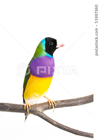 Gouldian finch Bird 53997860