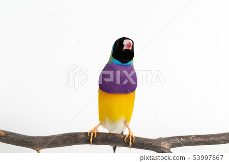 Gouldian finch Bird Gouldian finch Bird 53997867