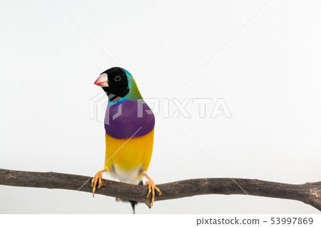 Gouldian finch Bird Gouldian finch Bird 53997869