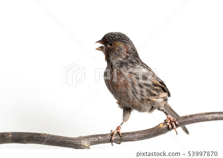 The House Finch The House Finch 53997870