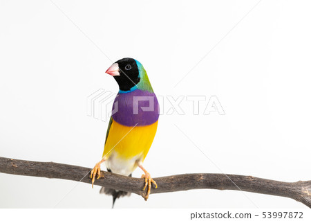 Gouldian finch Bird Gouldian finch Bird 53997872