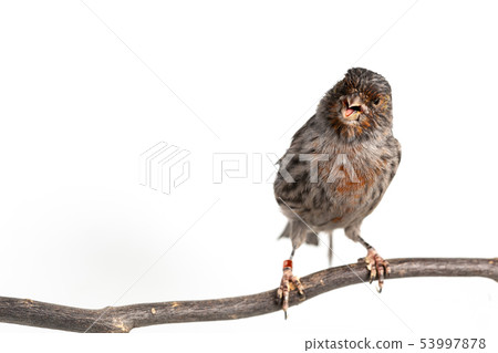 The House Finch The House Finch 53997878