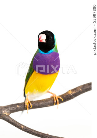 Gouldian finch Bird Gouldian finch Bird 53997880