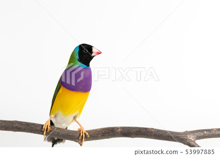 Gouldian finch Bird Gouldian finch Bird 53997885