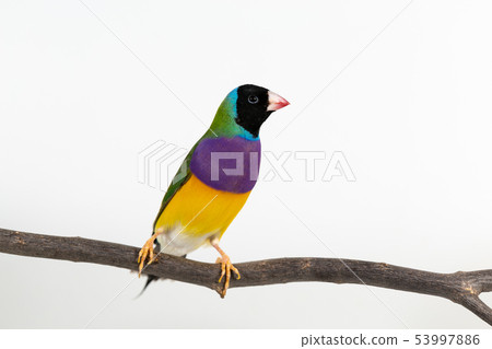 Gouldian finch Bird Gouldian finch Bird 53997886