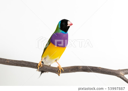 Gouldian finch Bird Gouldian finch Bird 53997887