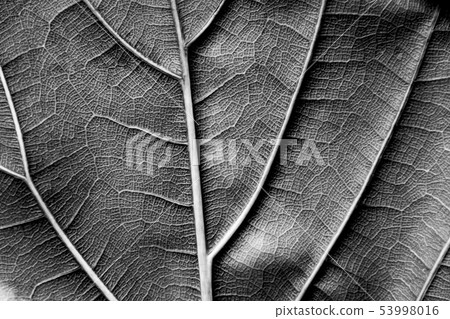 texture - reverse dry leaf of ficus lyrata black w 53998016