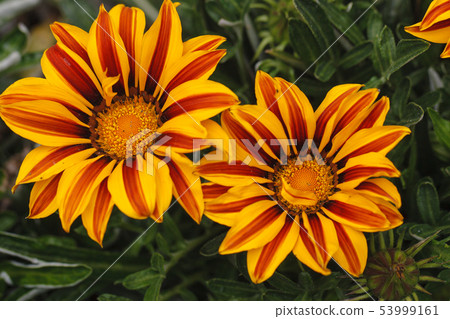 勳章菊屬 53999161