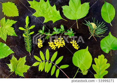 Green leaves pattern on white background. Flat lay. 53999271
