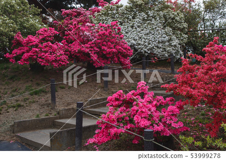 杜鵑花園 杜鵑花園 53999278